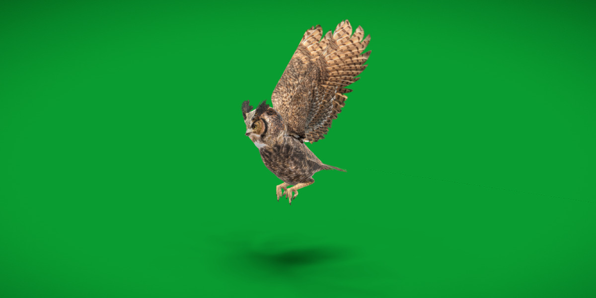 Great Horned Owl Low-poly 3D model_32
