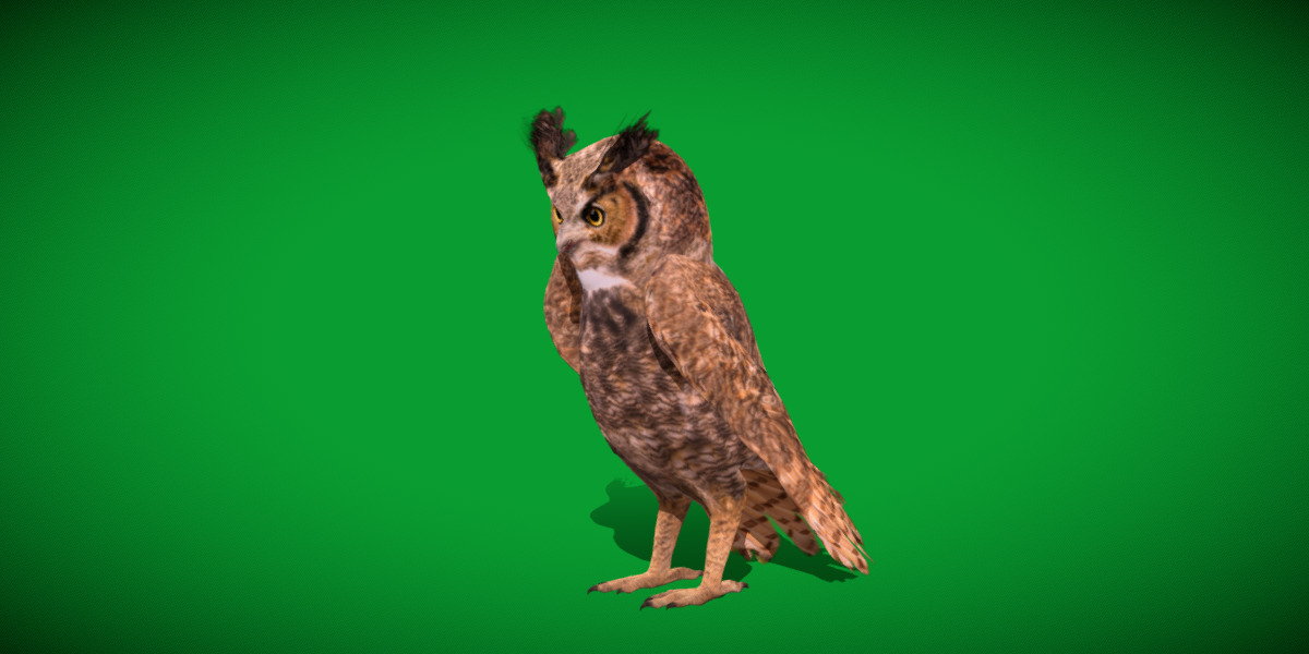 Great Horned Owl Low-poly 3D model_33