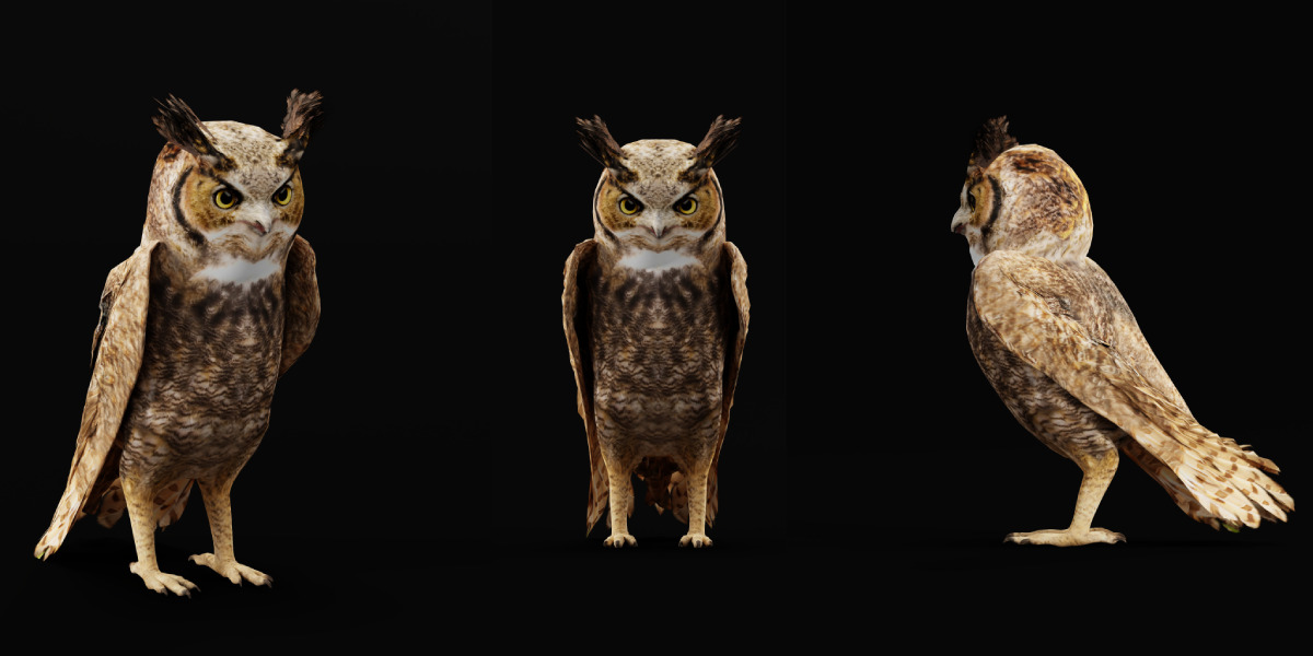Great Horned Owl Low-poly 3D model_13