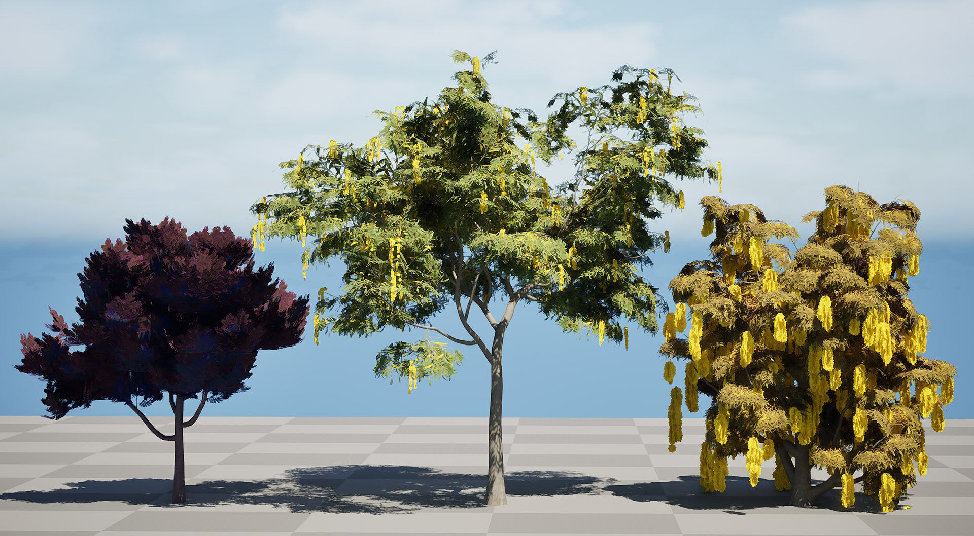Australian Acacia Cootamundra Wattle Plant Trees Low-poly 3D model_7