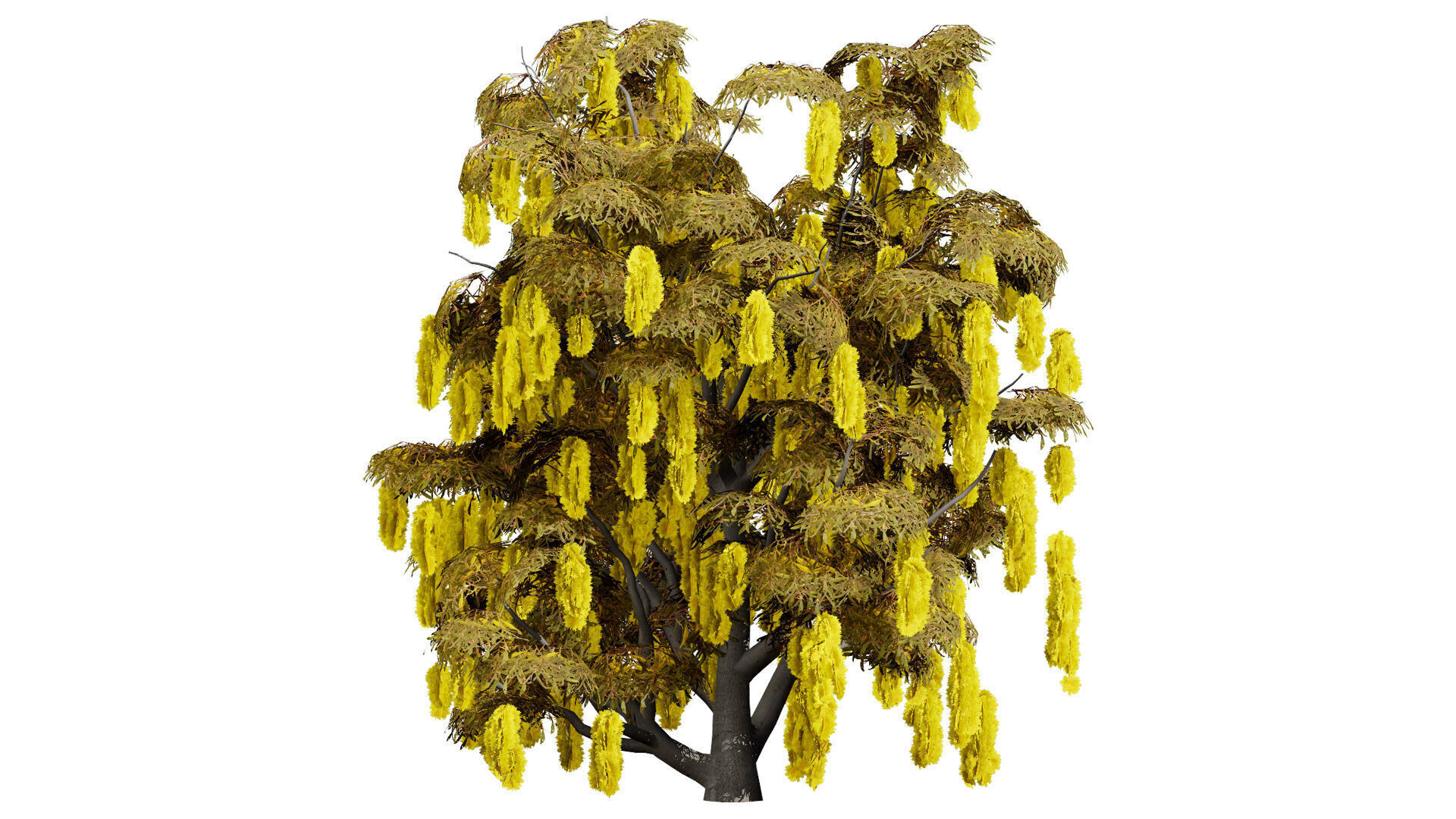 Australian Acacia Cootamundra Wattle Plant Trees Low-poly 3D model_6