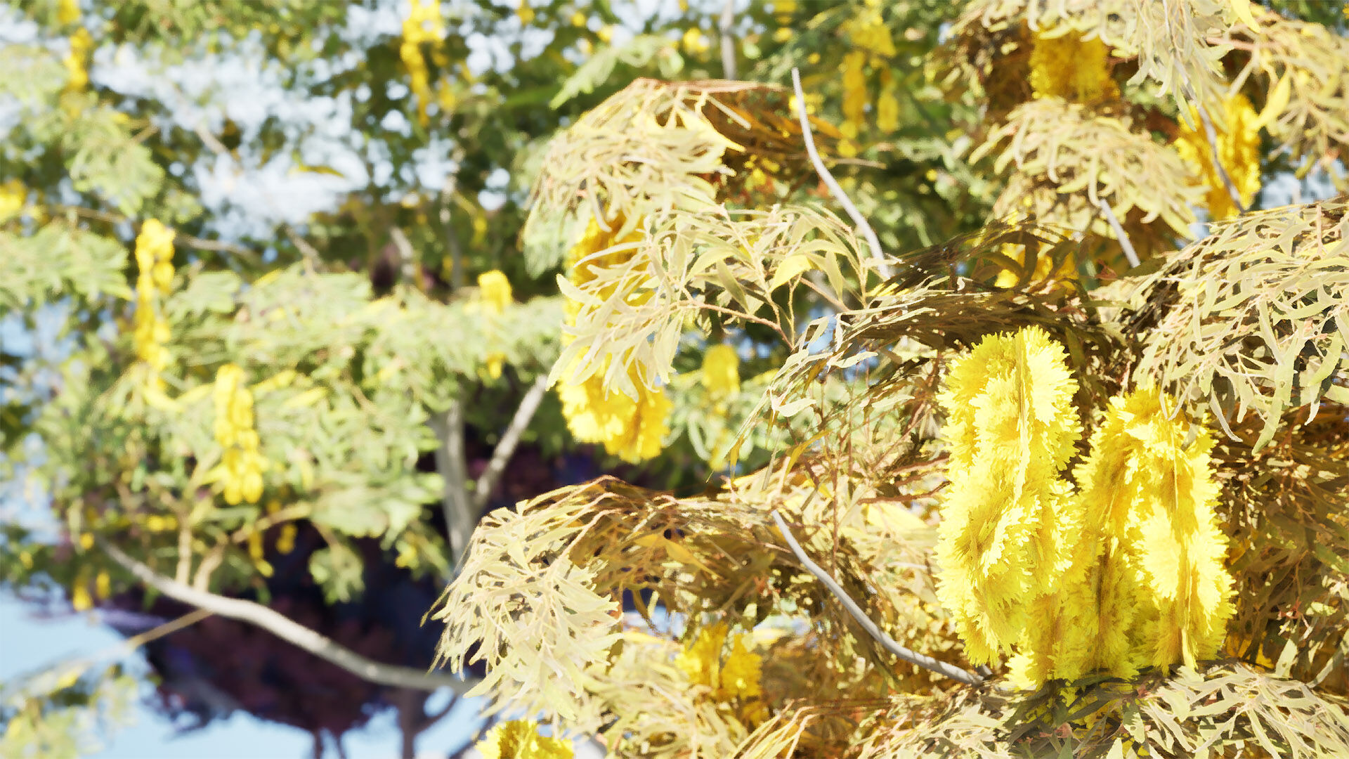 Australian Acacia Cootamundra Wattle Plant Trees Low-poly 3D model_8