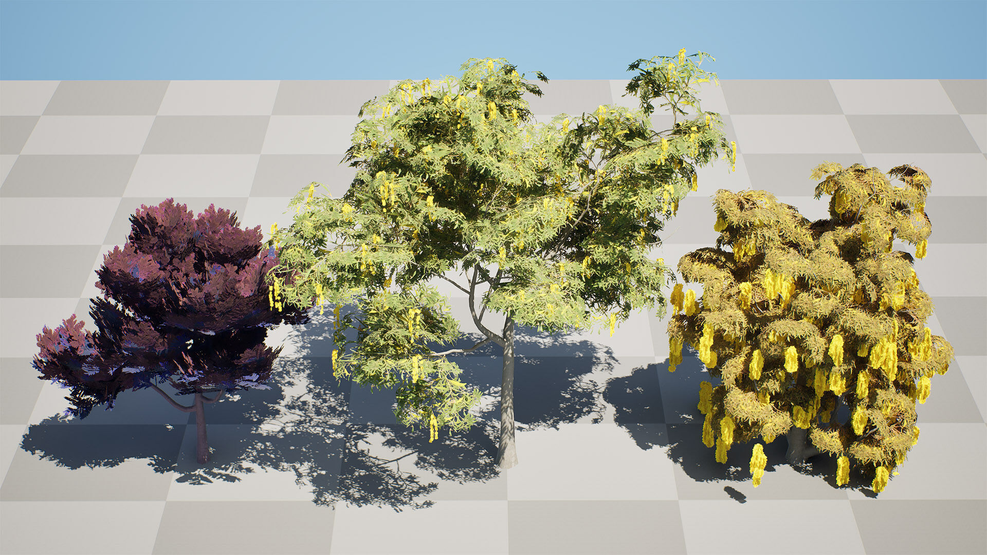 Australian Acacia Cootamundra Wattle Plant Trees Low-poly 3D model_1