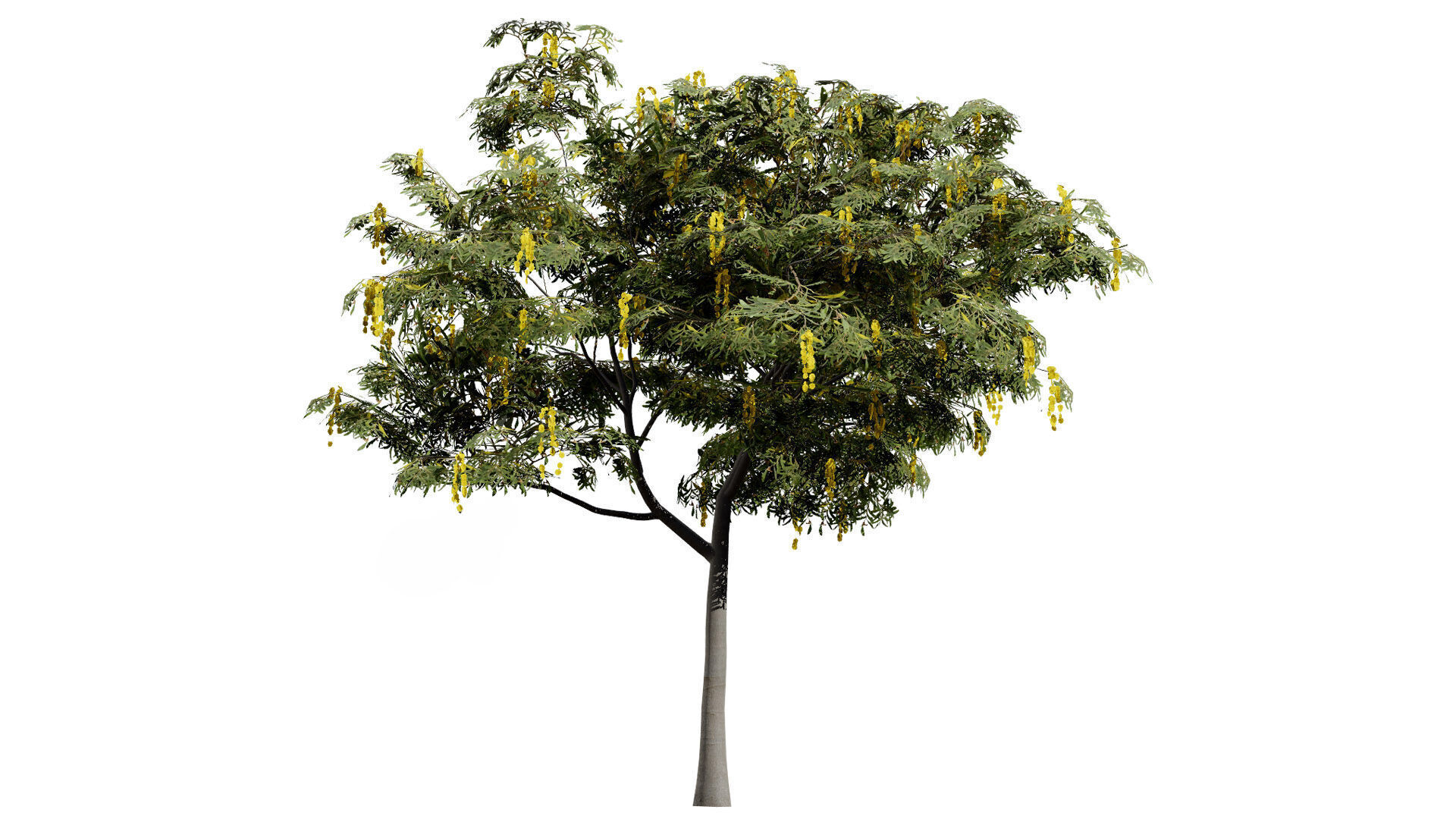 Australian Acacia Cootamundra Wattle Plant Trees Low-poly 3D model_3