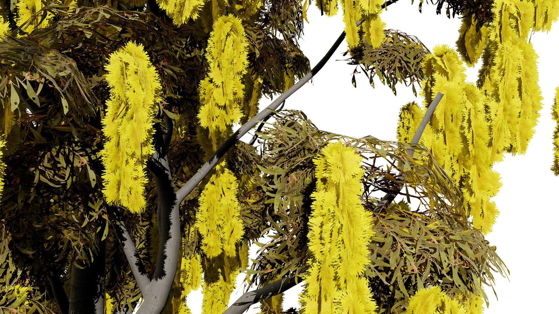 Australian Acacia Cootamundra Wattle Plant Trees Low-poly 3D model_5