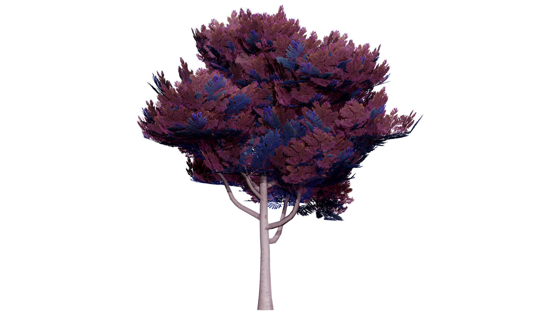 Australian Acacia Cootamundra Wattle Plant Trees Low-poly 3D model_2