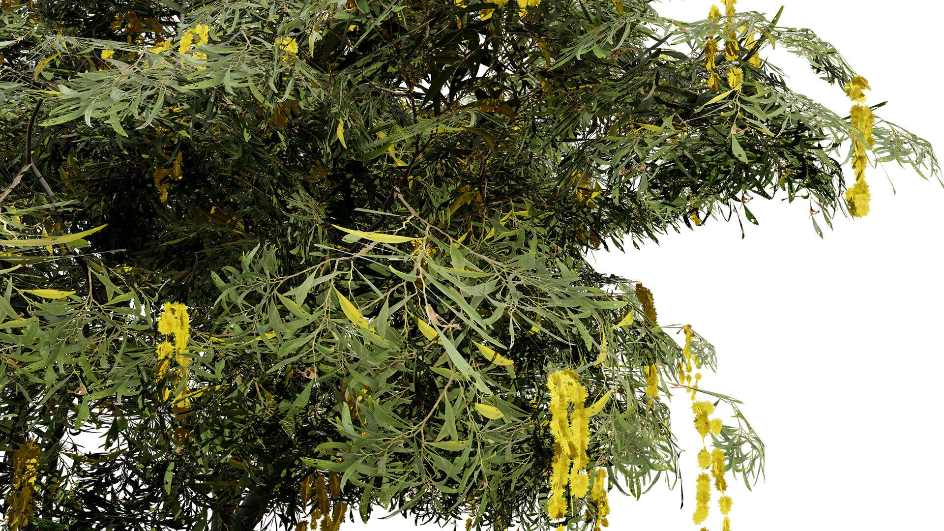 Australian Acacia Cootamundra Wattle Plant Trees Low-poly 3D model_4