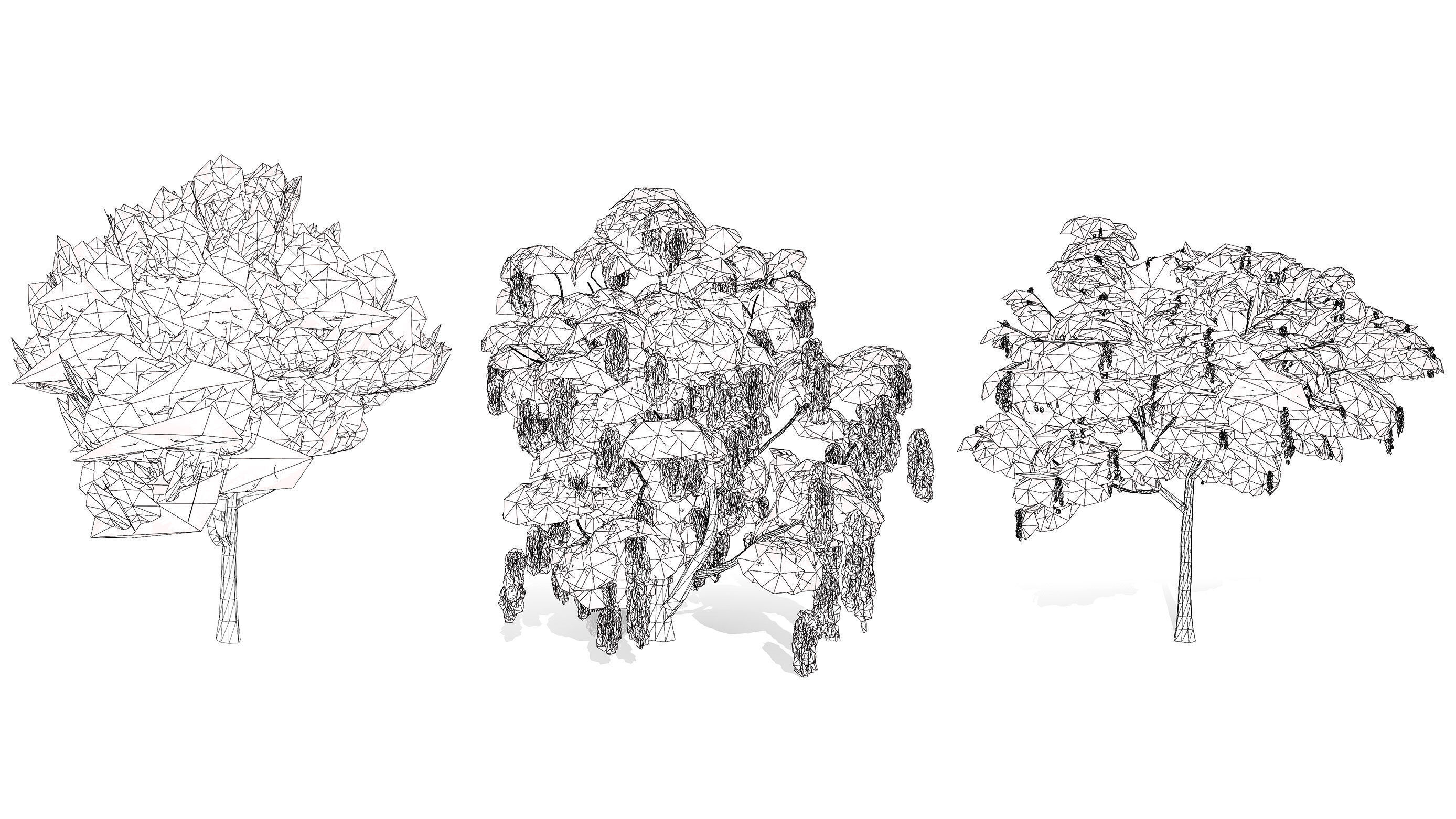 Australian Acacia Cootamundra Wattle Plant Trees Low-poly 3D model_9