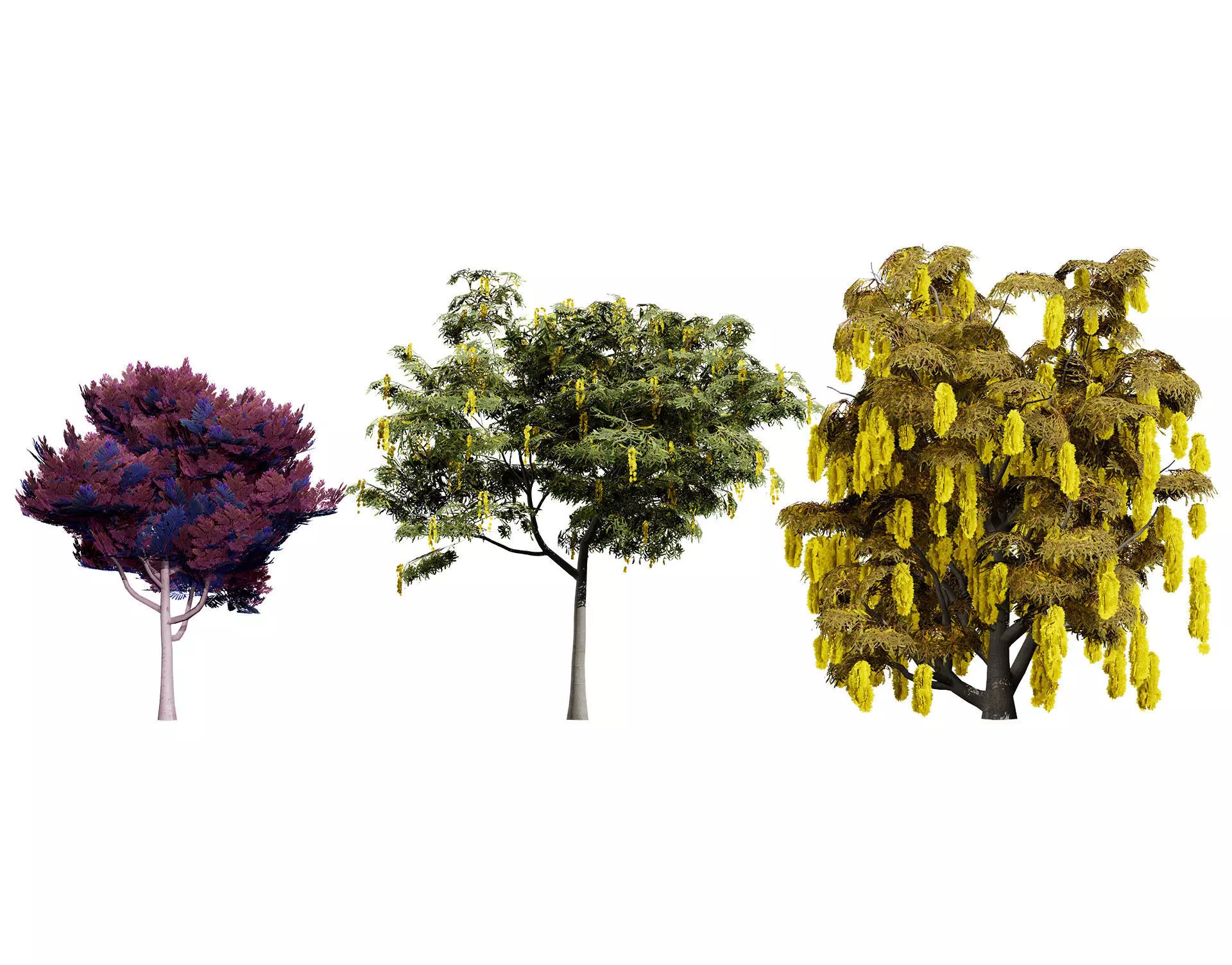 Australian Acacia Cootamundra Wattle Plant Trees Low-poly 3D model_0