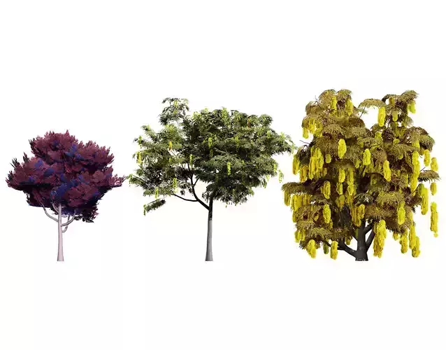Australian Acacia Cootamundra Wattle Plant Trees Low-poly 3D model
