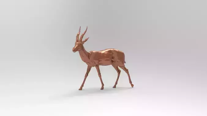 gazelle