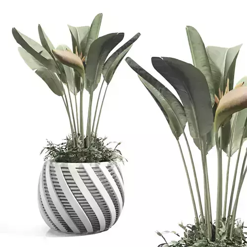 Strelitzia reginae and banana plant 3D model