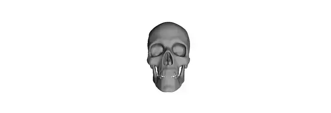 Human Skull Anatomy Model