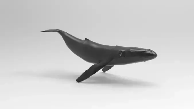 whale