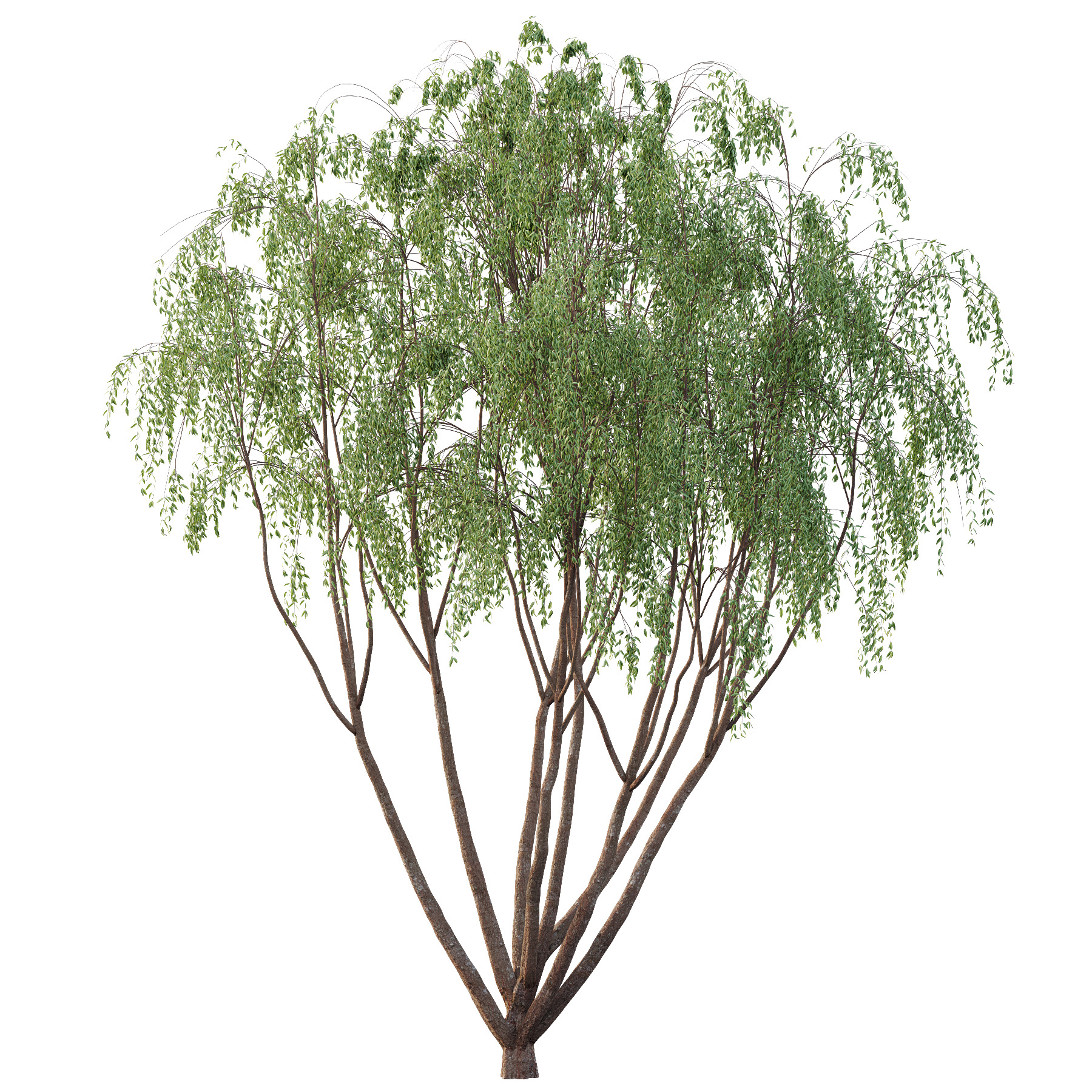 Eucalyptus Robusta Trees 08 3D model_3