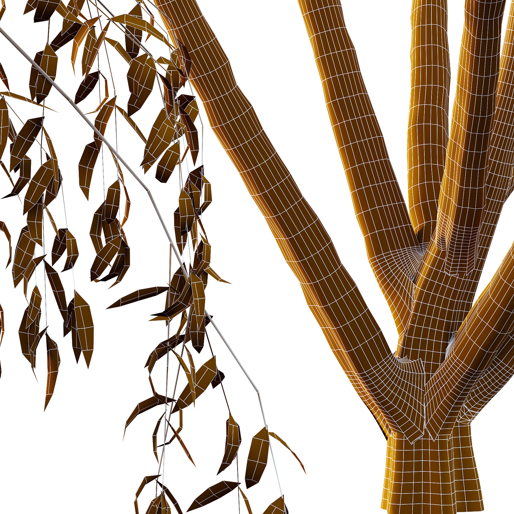 Eucalyptus Robusta Trees 08 3D model_1