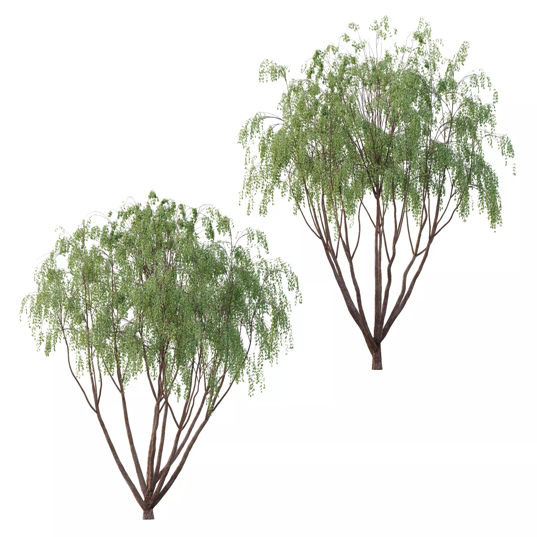 Eucalyptus Robusta Trees 08 3D model_0