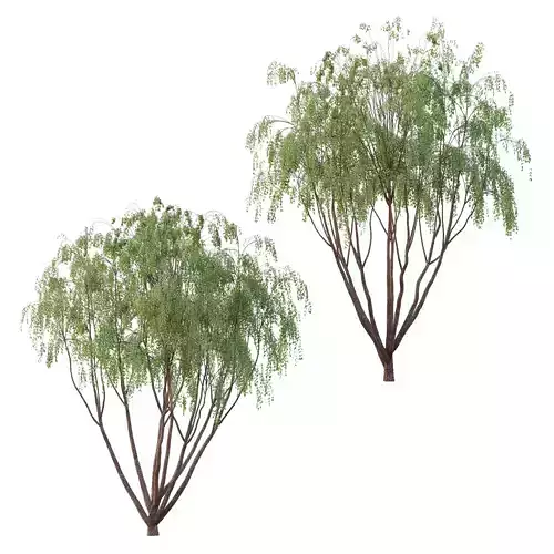 Eucalyptus Robusta Trees 08 3D model Eucalyptus Robusta Trees 08 3D model