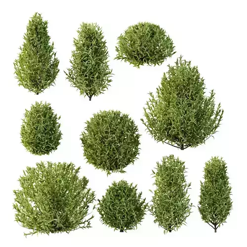 Sweet Viburnum Plant01