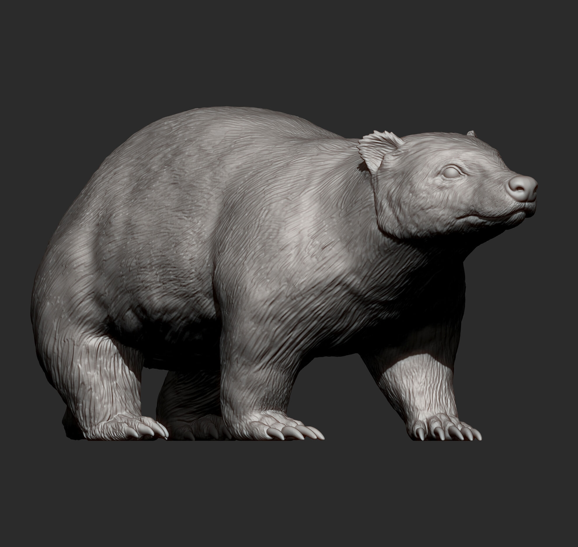 European Badger 3D print model_10