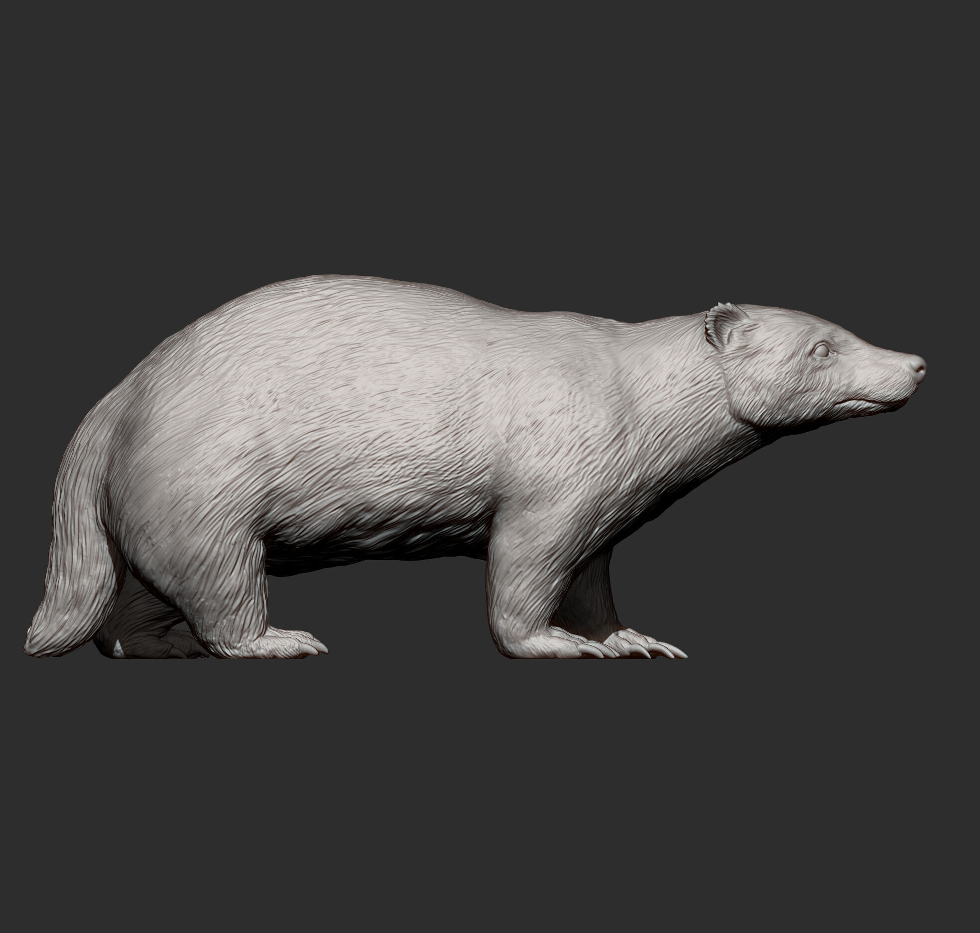 European Badger 3D print model_11