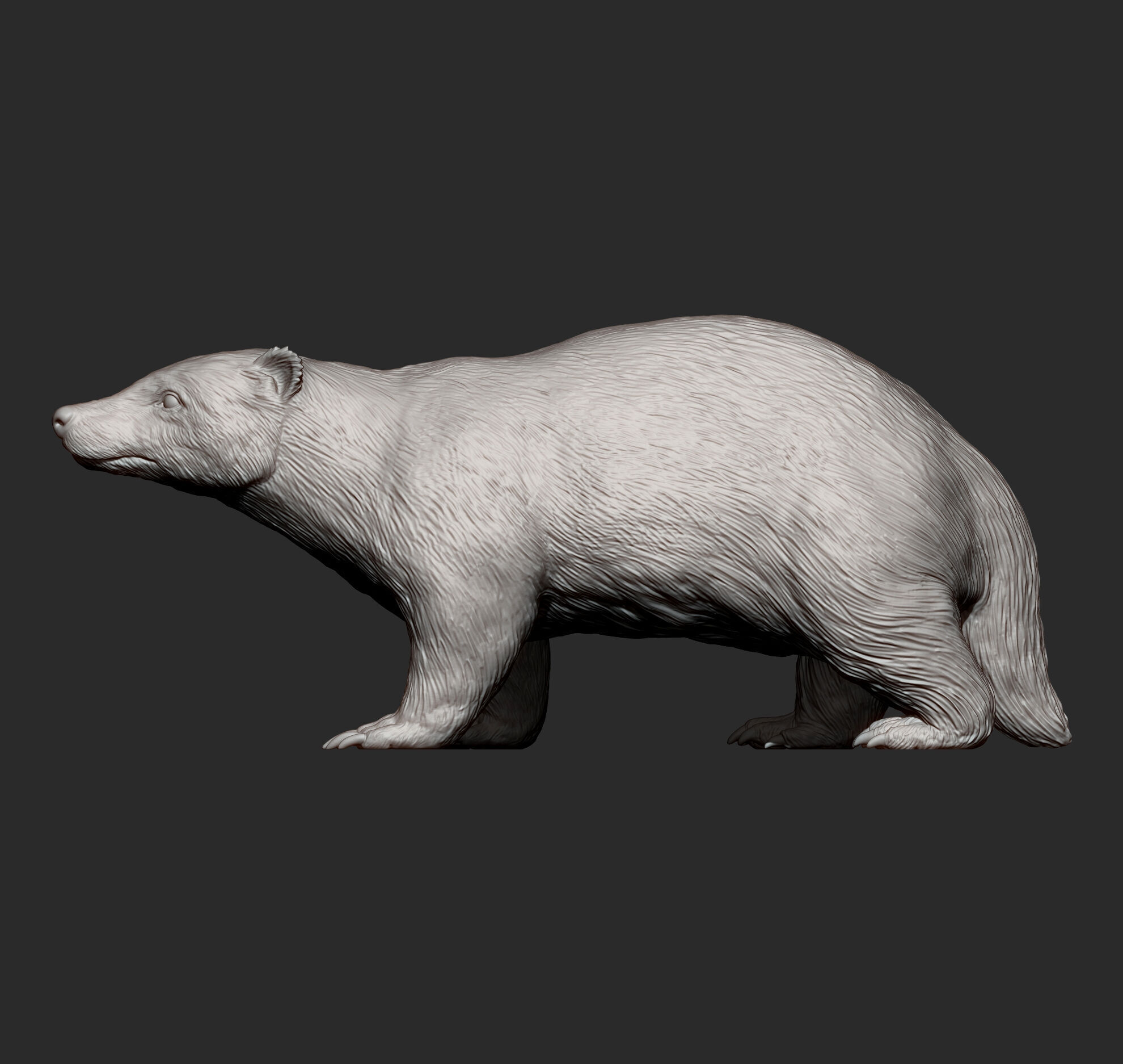 European Badger 3D print model_6