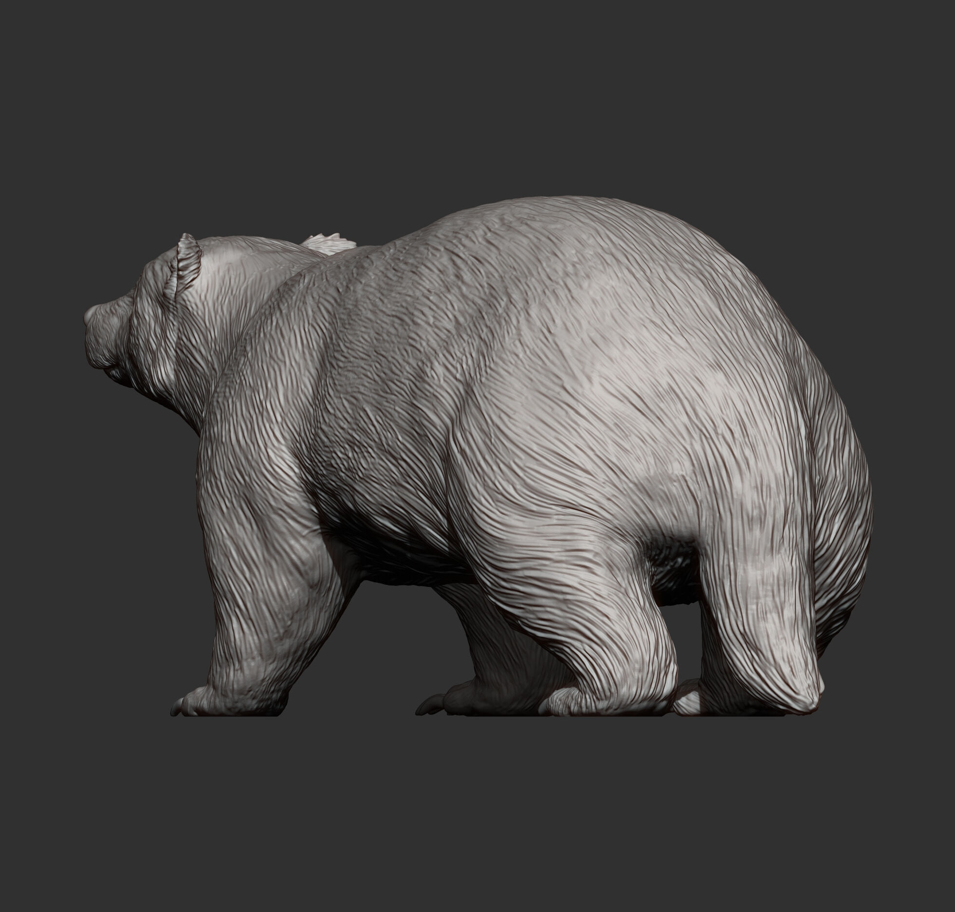 European Badger 3D print model_7