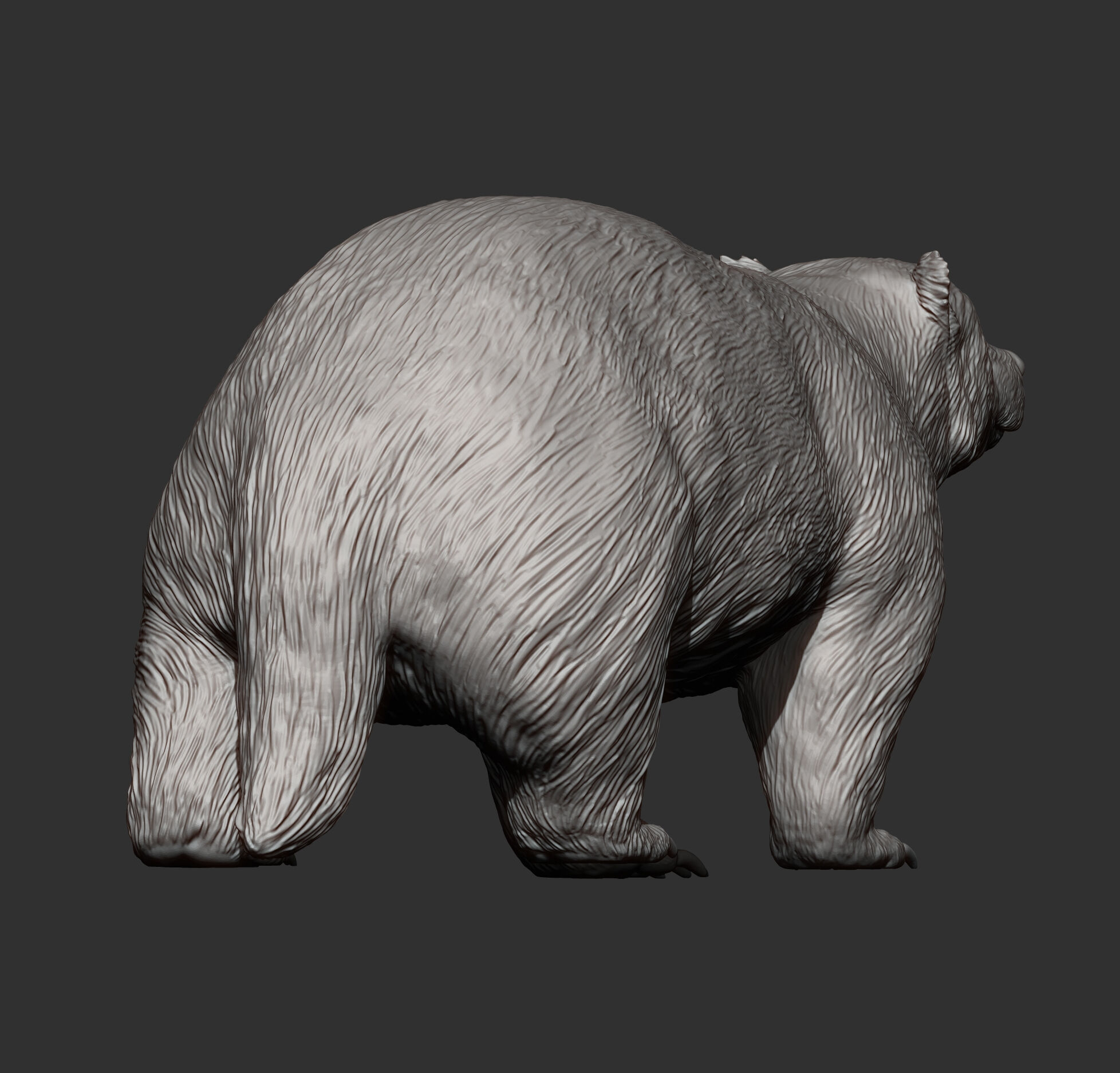 European Badger 3D print model_8