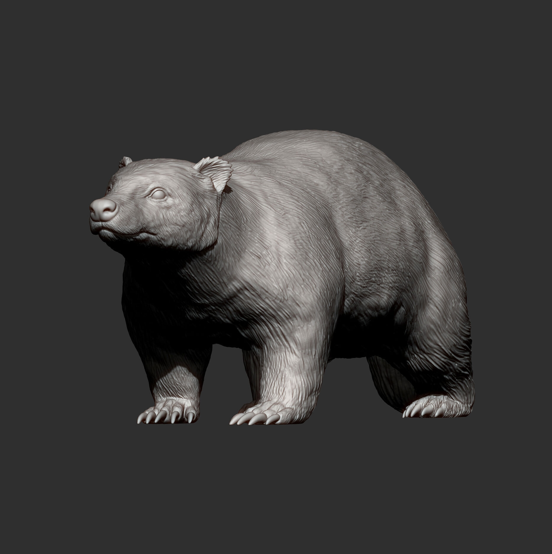 European Badger 3D print model_12