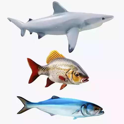 fishes set 3D Model Collection