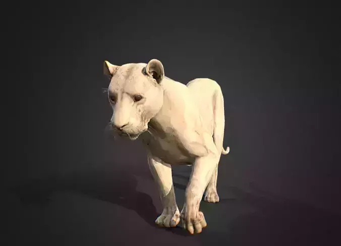 lion walking animation 3D model