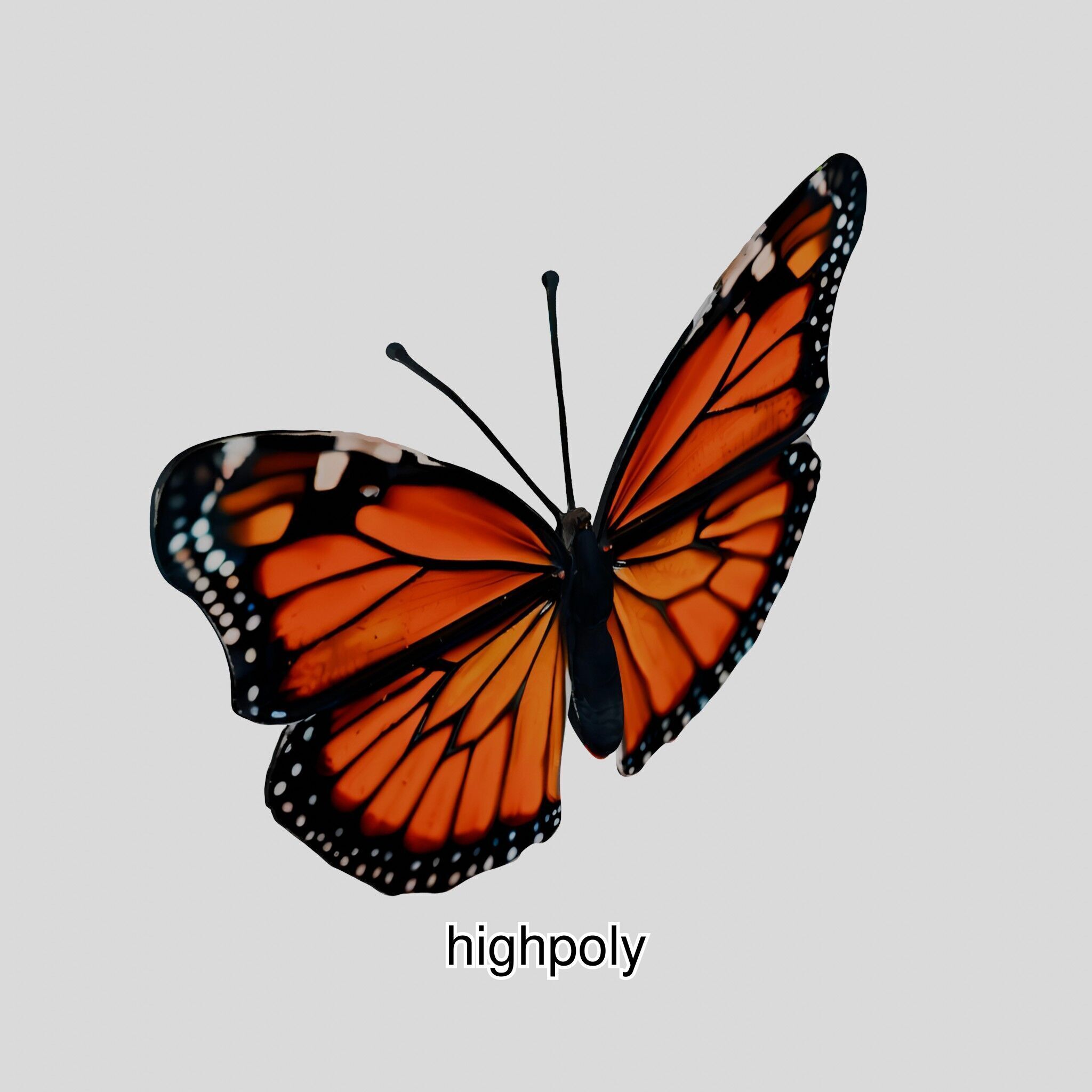 Monarch Butterfly Realistic 3D Model Low-poly 3D model_13