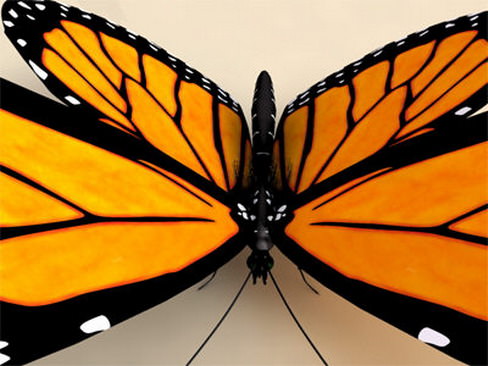 Monarch butterfly 3D model_3