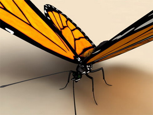 Monarch butterfly 3D model_2