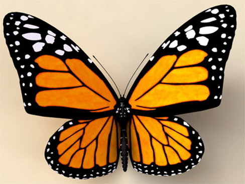 Monarch butterfly 3D model_1
