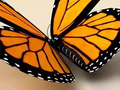 Monarch butterfly