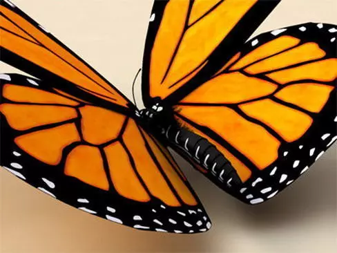 Monarch butterfly 3D model_0