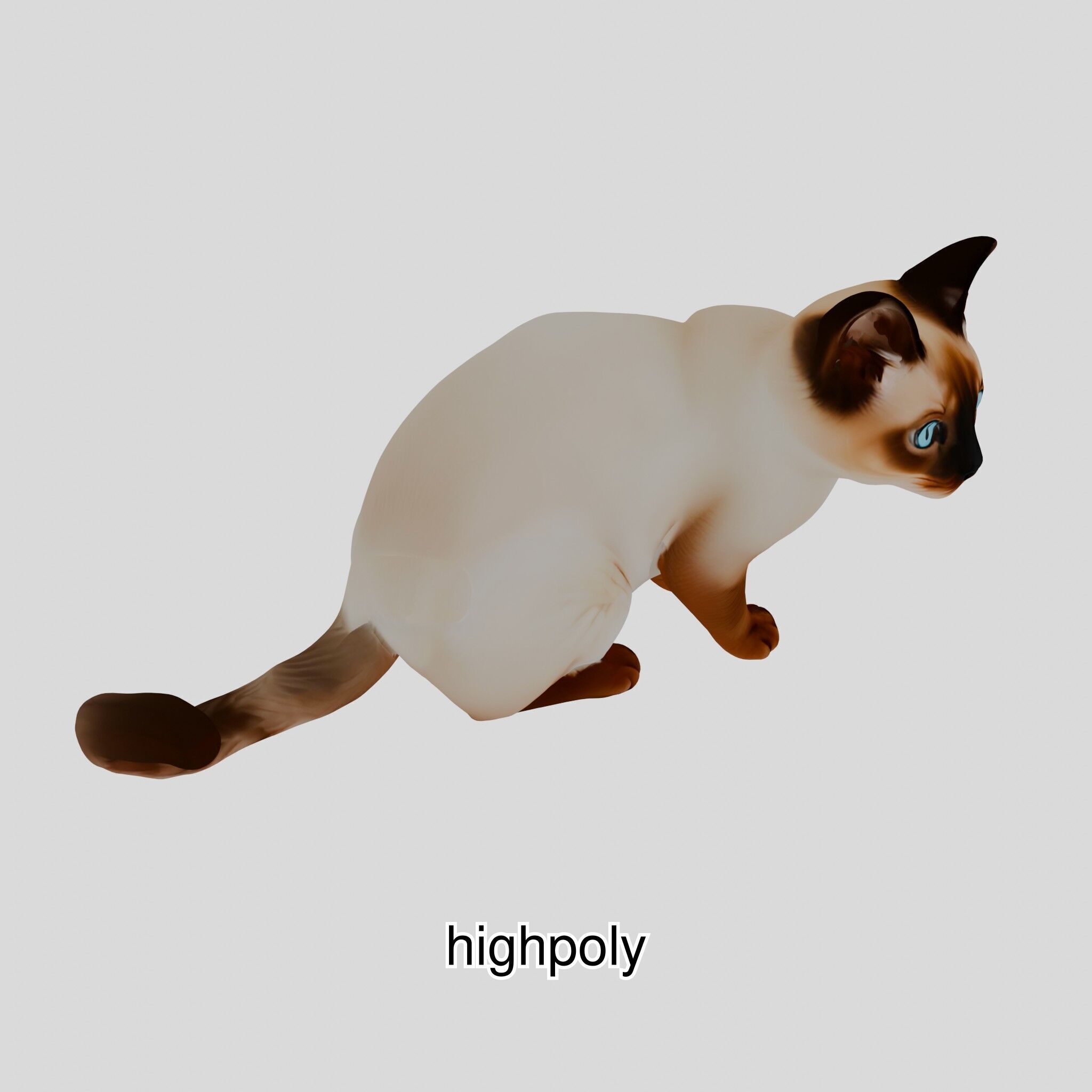 Realistic Siamese Cat 3D Model with Blue Eyes Low-poly 3D model_13