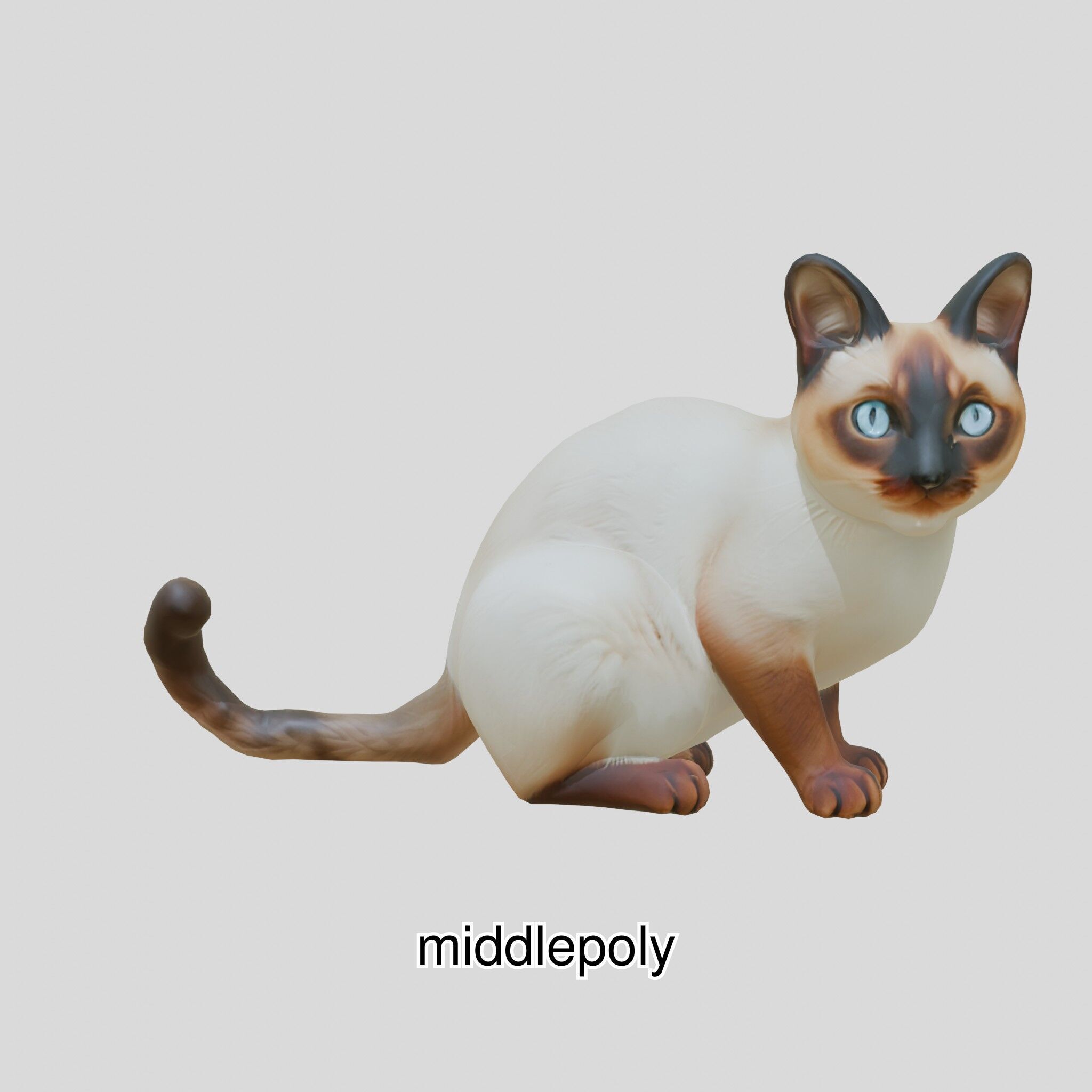 Realistic Siamese Cat 3D Model with Blue Eyes Low-poly 3D model_26