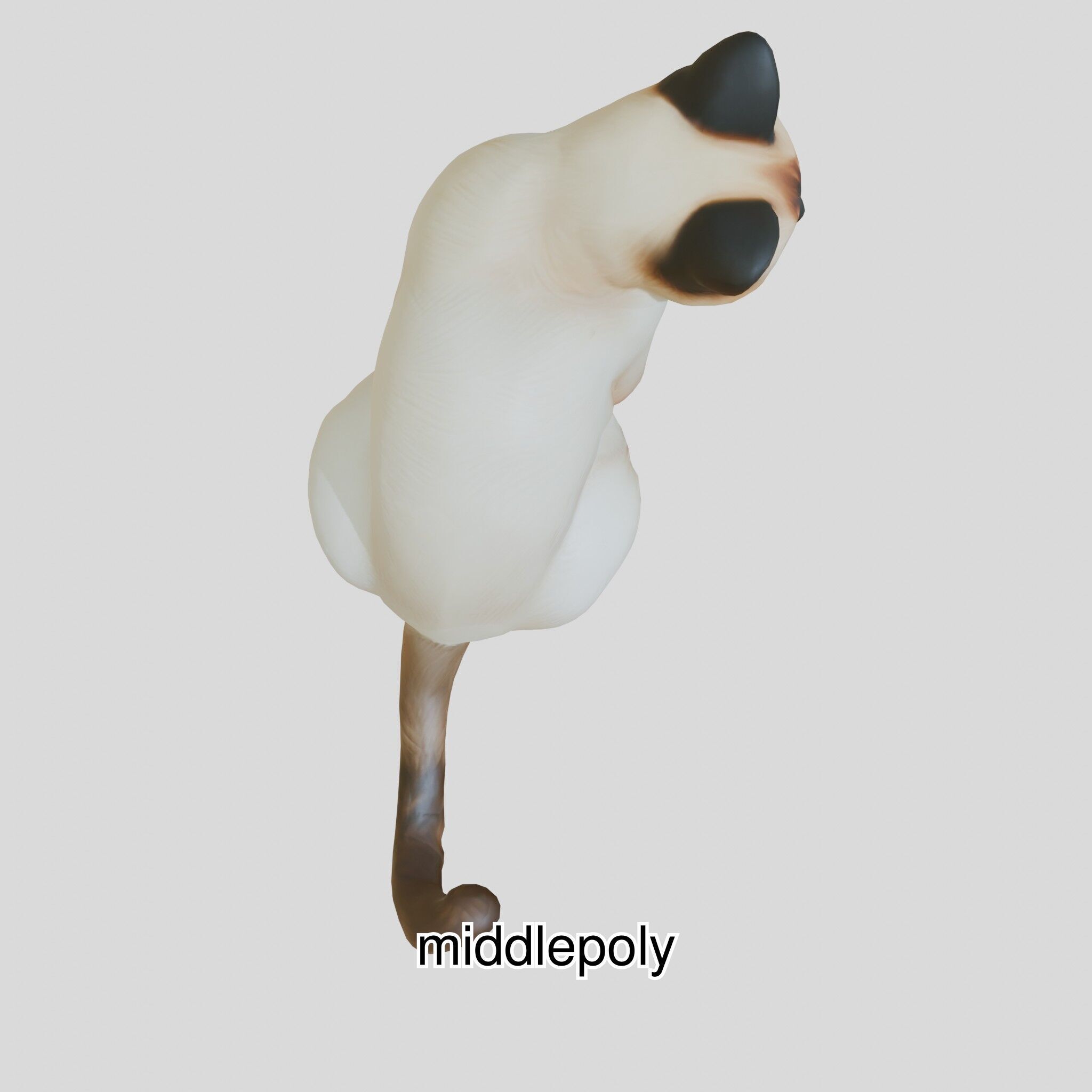 Realistic Siamese Cat 3D Model with Blue Eyes Low-poly 3D model_25