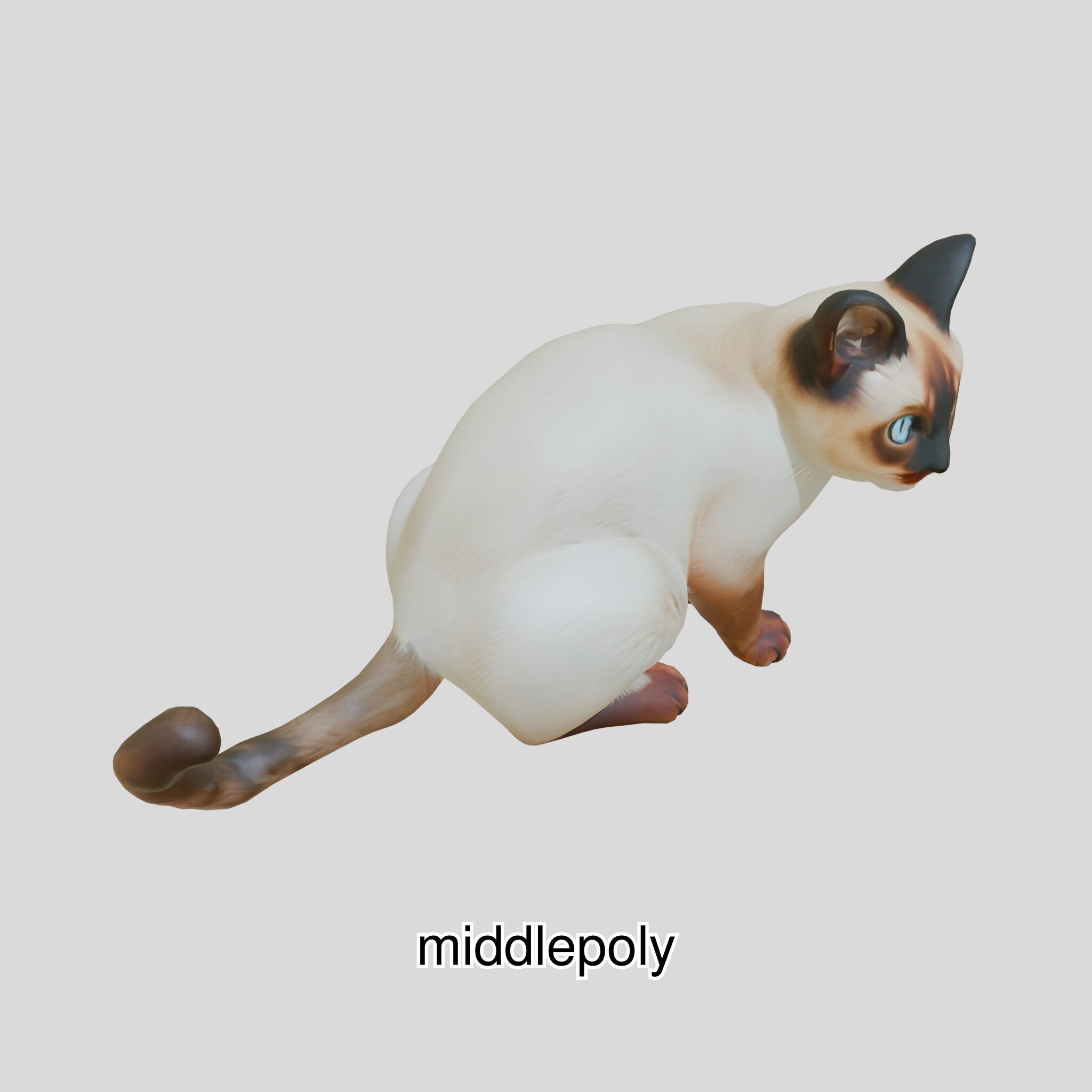 Realistic Siamese Cat 3D Model with Blue Eyes Low-poly 3D model_21