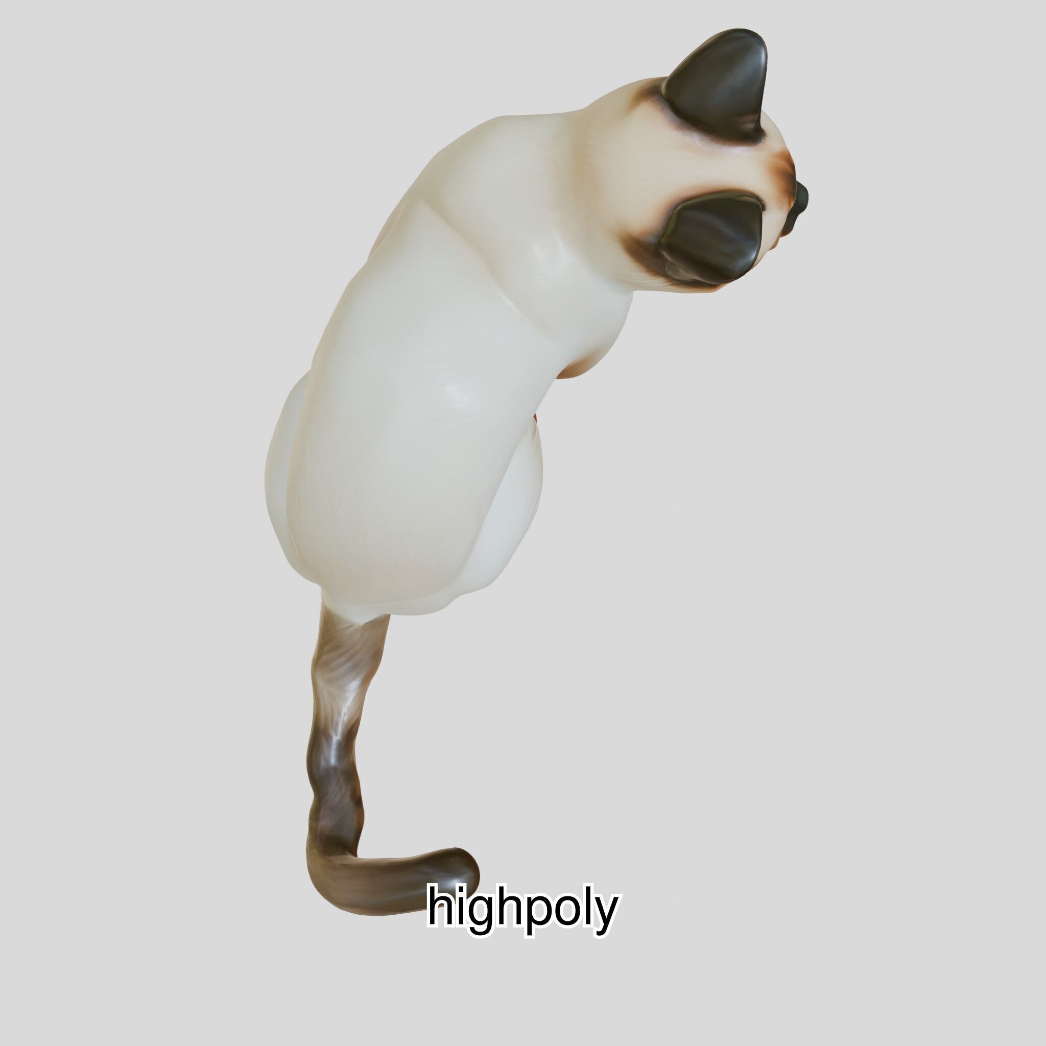 Realistic Siamese Cat 3D Model with Blue Eyes Low-poly 3D model_8