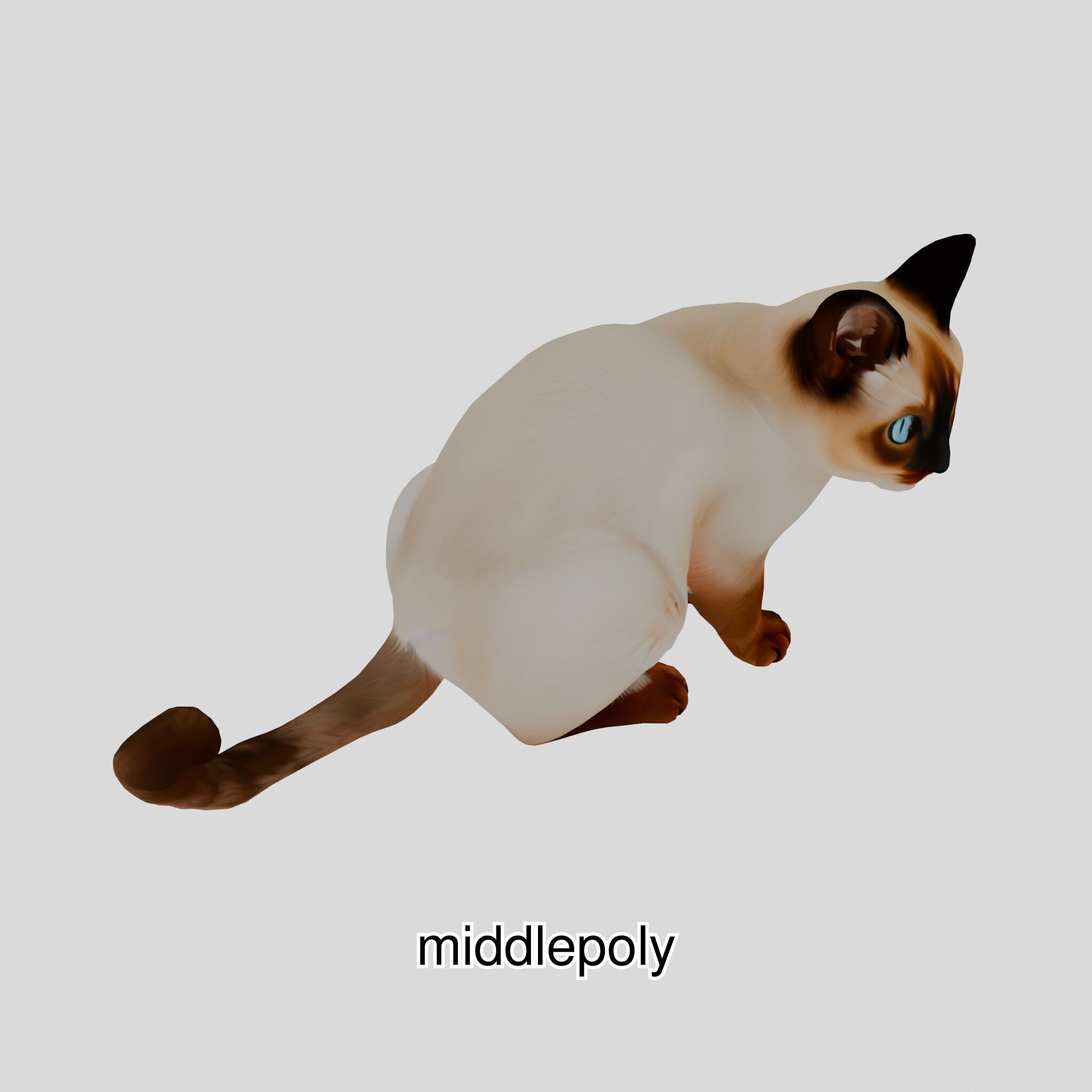 Realistic Siamese Cat 3D Model with Blue Eyes Low-poly 3D model_30