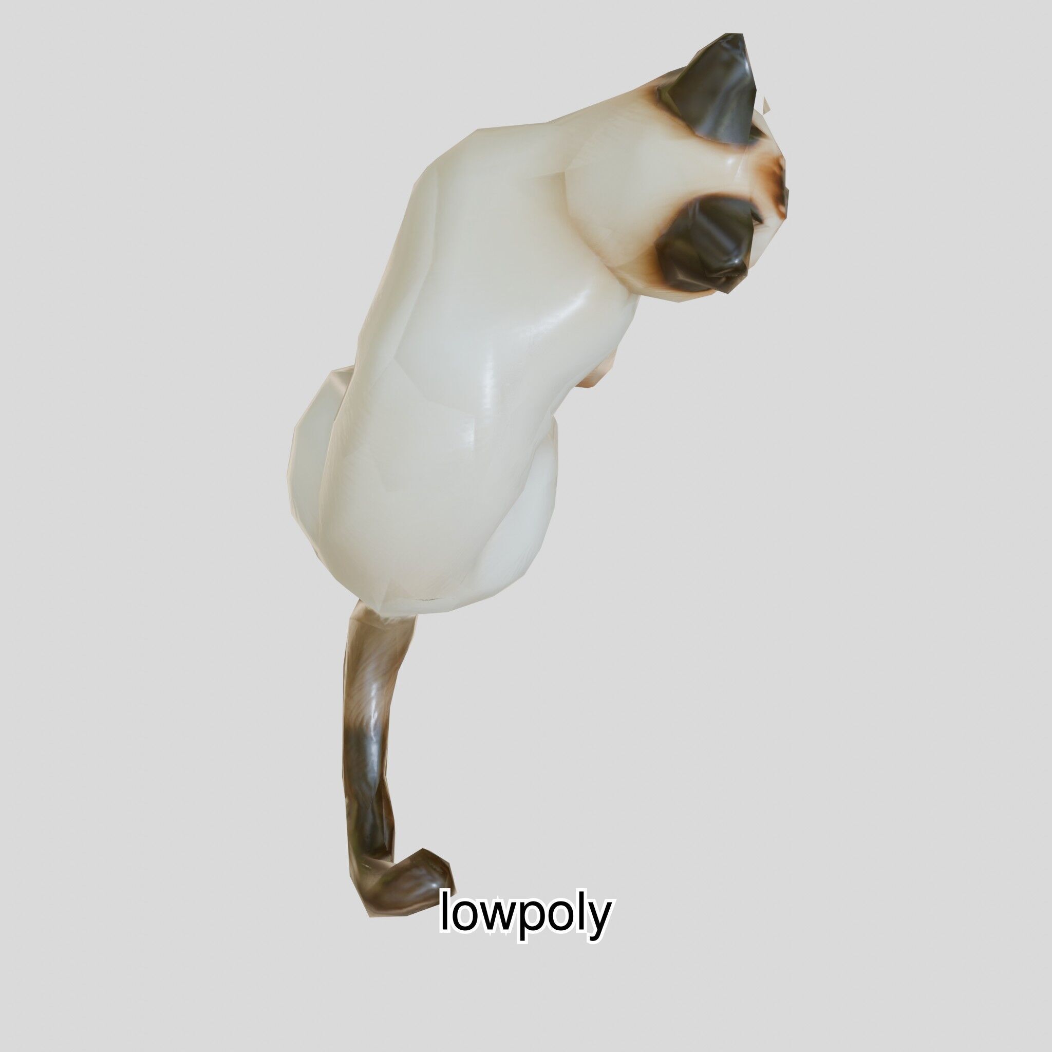 Realistic Siamese Cat 3D Model with Blue Eyes Low-poly 3D model_42