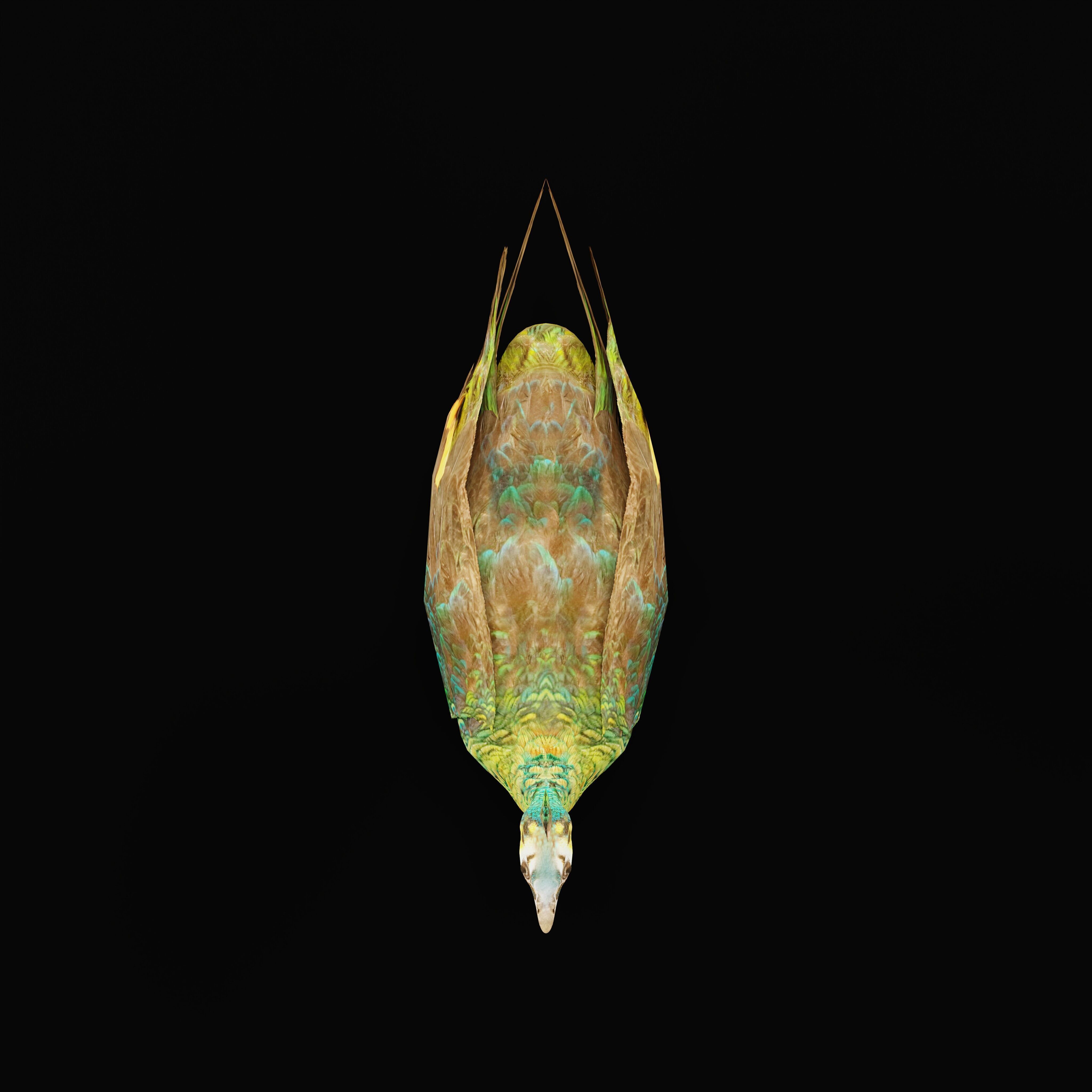 Green Peacock Bird Low-poly 3D model_31