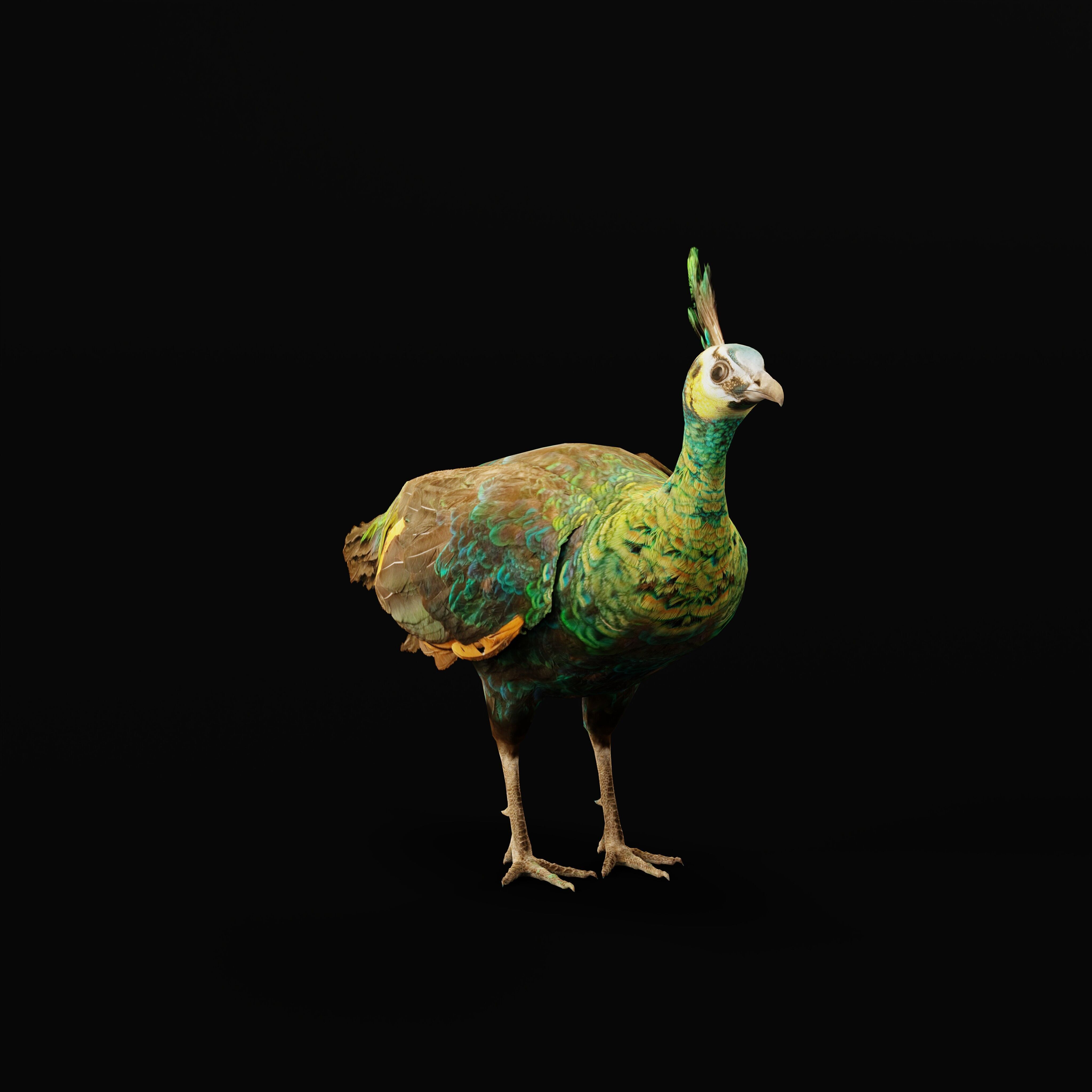 Green Peacock Bird Low-poly 3D model_32