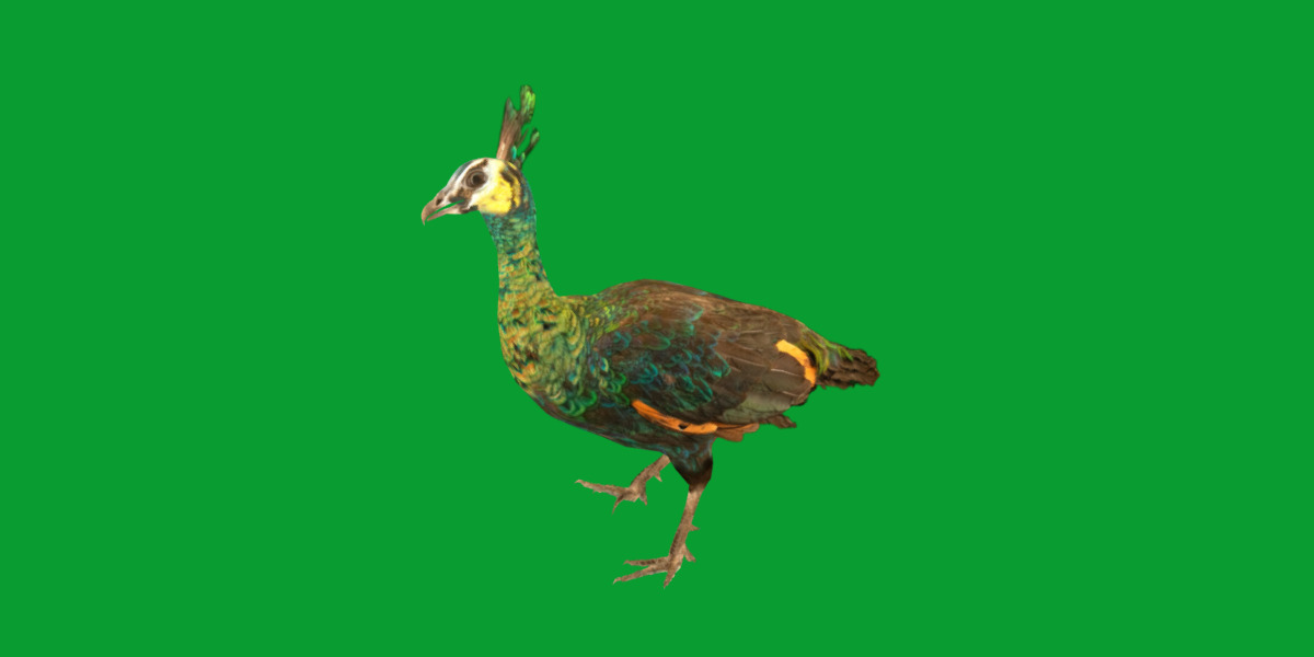 Green Peacock Bird Low-poly 3D model_24