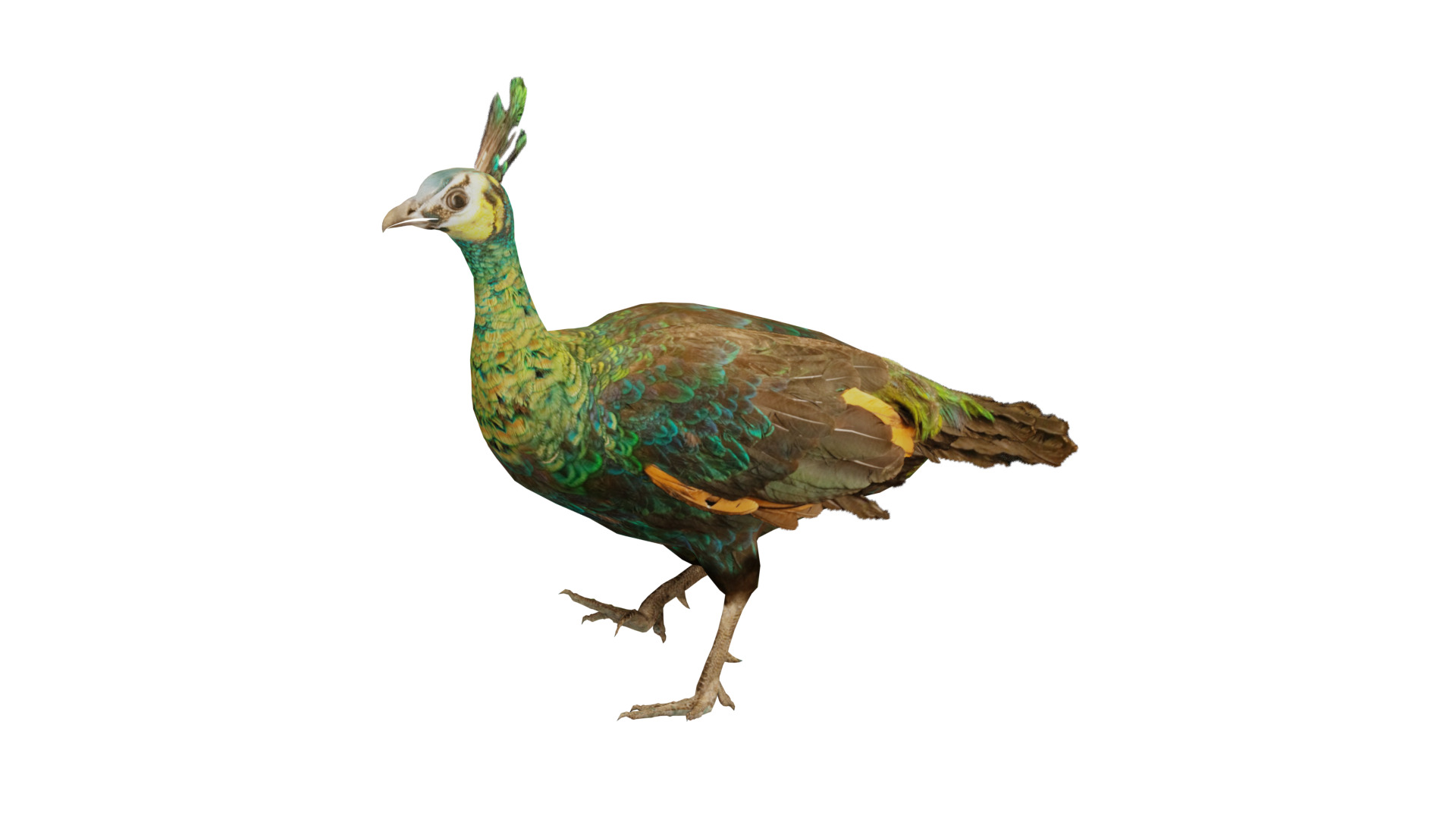 Green Peacock Bird Low-poly 3D model_4
