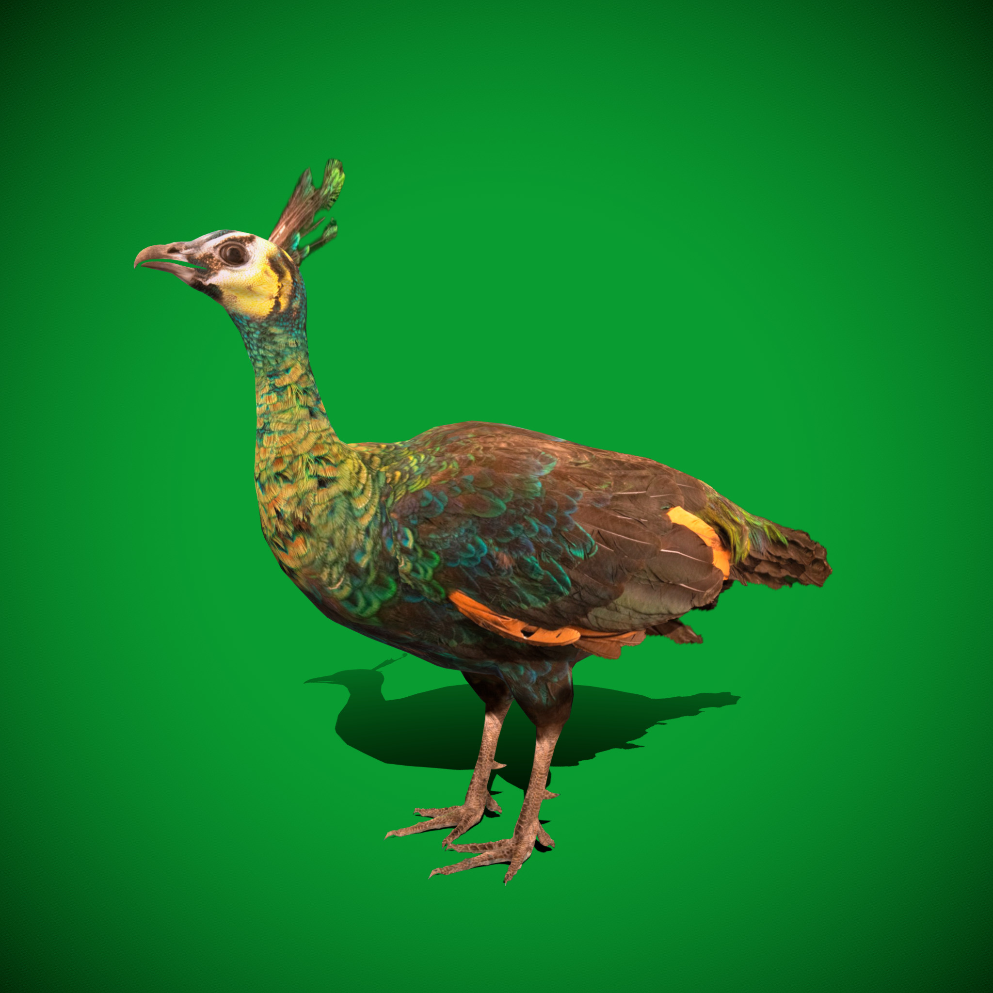Green Peacock Bird Low-poly 3D model_20
