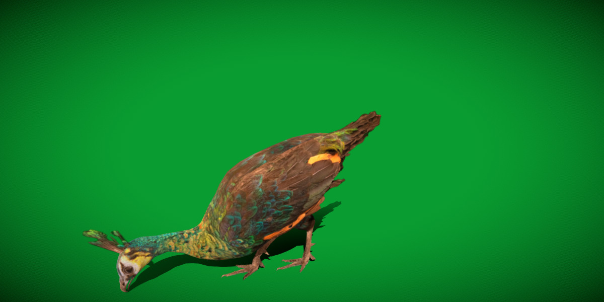 Green Peacock Bird Low-poly 3D model_26